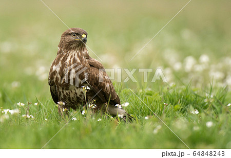 Common buzzard Common buzzard 64848243
