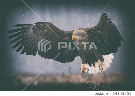 White tailed eagle (Haliaeetus albicilla) in White tailed eagle (Haliaeetus albicilla) in 64848255