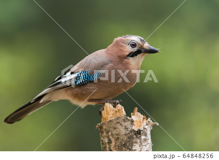 Eurasian jay (Garrulus glandarius) Eurasian jay (Garrulus glandarius) 64848256