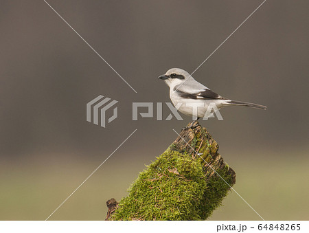 Northern Shrike, a.k.a. the Butcher Bird, Lanius Northern Shrike, a.k.a. the Butcher Bird, Lanius 64848265
