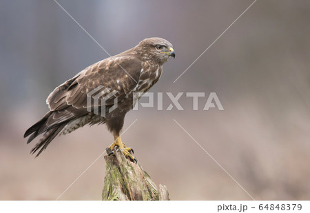 Common buzzard (Buteo buteo) Common buzzard (Buteo buteo) 64848379