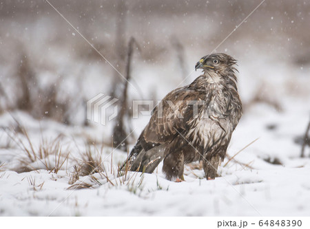 Common buzzard (Buteo buteo) Common buzzard (Buteo buteo) 64848390