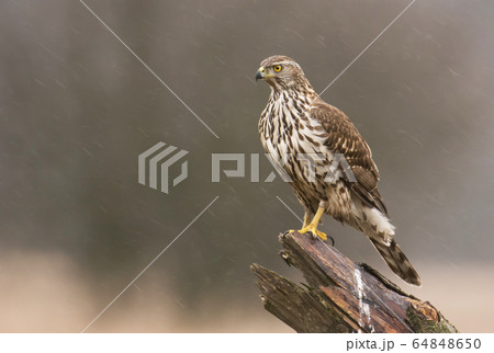 Young northern goshawk (Accipiter gentilis) 64848650