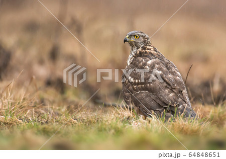 Young northern goshawk (Accipiter gentilis) 64848651