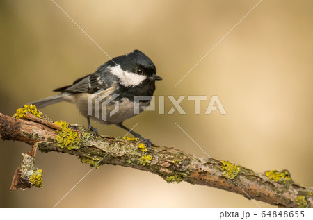 Coal Tit (Periparus ater) 64848655