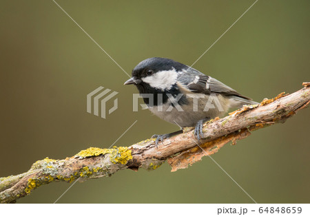 Coal Tit (Periparus ater) 64848659