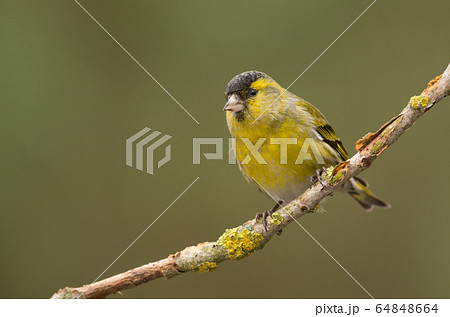 Siskin (Carduelis spinus) Siskin (Carduelis spinus) 64848664