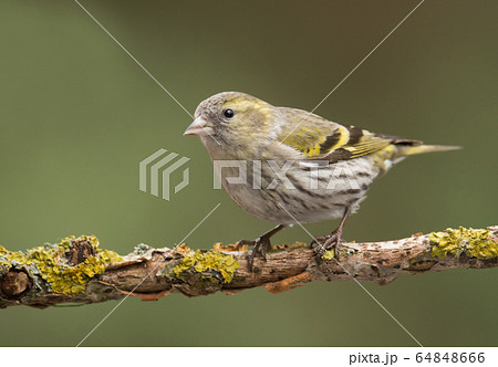 Siskin (Carduelis spinus) 64848666