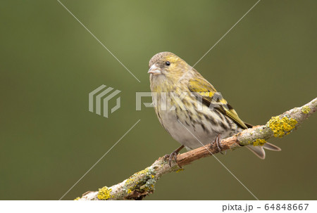 Siskin (Carduelis spinus) 64848667