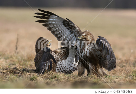 Common buzzard (Buteo buteo) 64848668