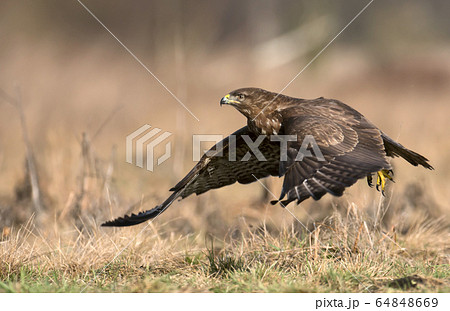 Common buzzard (Buteo buteo) 64848669