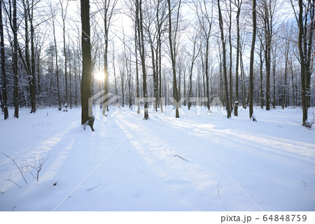 Winter in beech forest Winter in beech forest 64848759
