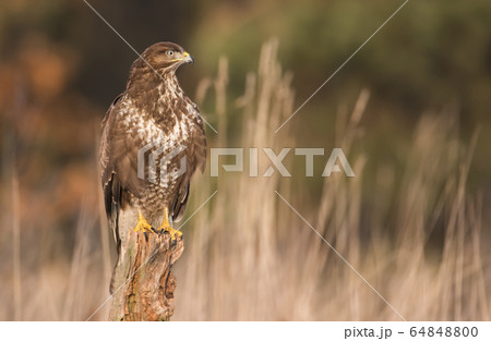 Common buzzard (Buteo buteo) Common buzzard (Buteo buteo) 64848800