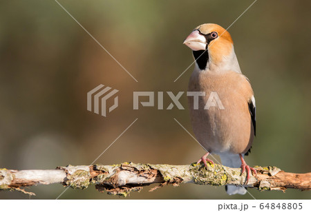 Hawfinch (Coccothraustes coccothraustes) Hawfinch (Coccothraustes coccothraustes) 64848805