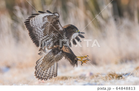 Common buzzard (Buteo buteo) Common buzzard (Buteo buteo) 64848813