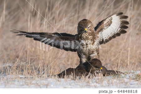 Common buzzard (Buteo buteo) Common buzzard (Buteo buteo) 64848818