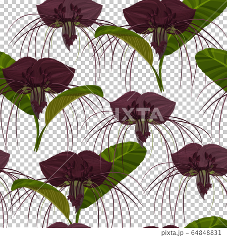 Dark purple Tacca flowers background.  64848831
