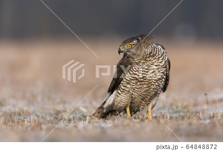 Northern goshwak (Accipiter gentilis) 64848872