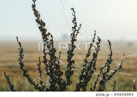 Close-up of a web with dew drops. Morning spring photo in nature. Selective focus macro shot with shallow depth of field Close-up of a web with dew drops. Morning spring photo in nature. Selective focus macro shot with shallow depth of field 64849064