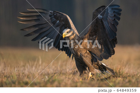 White tailed eagle (Haliaeetus albicilla) White tailed eagle (Haliaeetus albicilla) 64849359