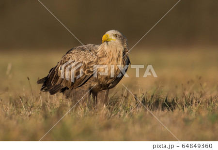 White tailed eagle (Haliaeetus albicilla) 64849360
