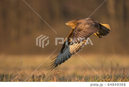 Common buzzard (Buteo buteo) 64849368