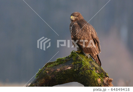 Common buzzard (Buteo buteo) Common buzzard (Buteo buteo) 64849418