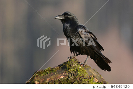 Raven (Corvus corax) Raven (Corvus corax) 64849420