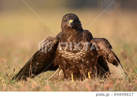 Common buzzard (buteo buteo) Common buzzard (buteo buteo) 64849817