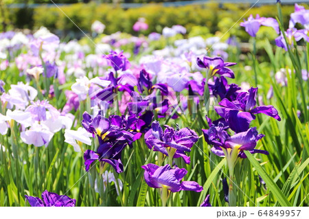 菖蒲の花 菖蒲の花 64849957