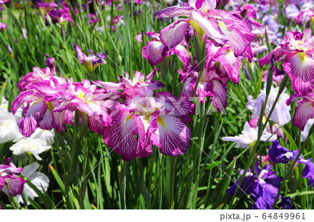 菖蒲の花 菖蒲の花 64849961