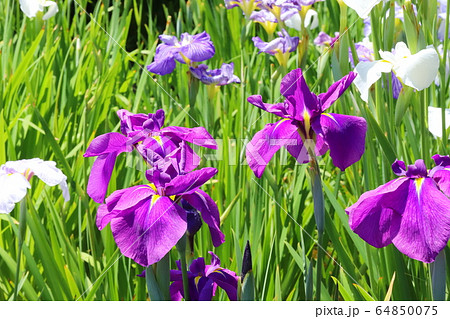 菖蒲の花 64850075