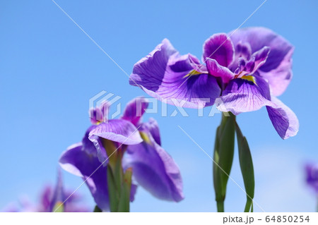 菖蒲の花 64850254