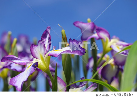 菖蒲の花 菖蒲の花 64850267