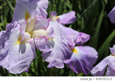 菖蒲の花 菖蒲の花 64850312