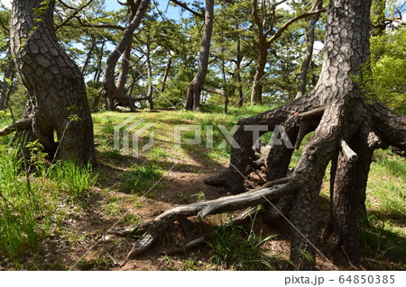 根上がりの松 64850385