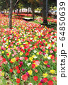 お台場、シンボルプロムナード公園のチューリップの花畑（3月）東京都江東区 64850639