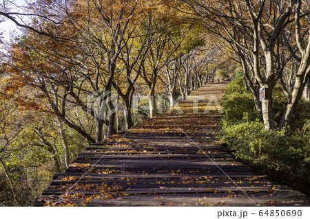 静岡県 紅葉が美しい 葛城山のボードウォークの写真素材