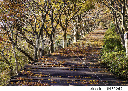 静岡県 紅葉が美しい 葛城山のボードウォークの写真素材