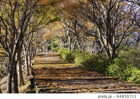 静岡県 紅葉が美しい 葛城山のボードウォークの写真素材