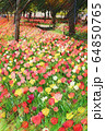 お台場、シンボルプロムナード公園のチューリップの花畑（3月）東京都江東区 64850765