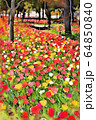 お台場、シンボルプロムナード公園のチューリップの花畑（3月）東京都江東区 64850840