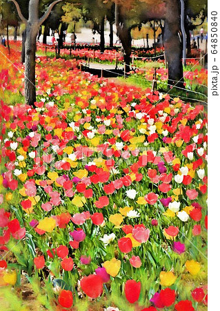 お台場、シンボルプロムナード公園のチューリップの花畑（3月）東京都江東区 64850840