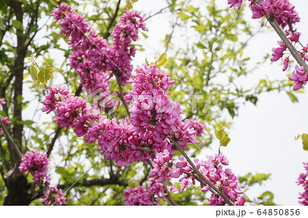 ハナズオウ 64850856