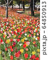 お台場、シンボルプロムナード公園のチューリップの花畑（3月）東京都江東区 64850913