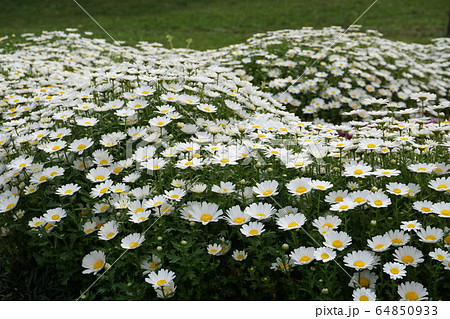 ノースポール 64850933