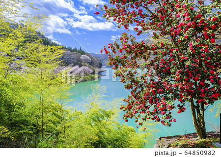 椿咲く赤谷湖 64850982