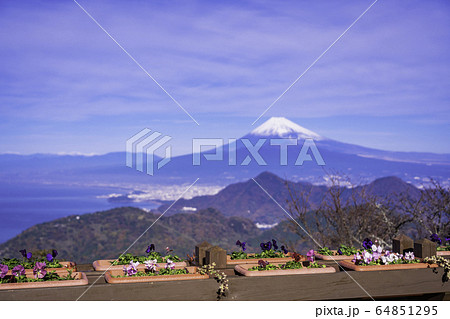 (静岡県)秋の伊豆パノラマパークから望む、富士山 (静岡県)秋の伊豆パノラマパークから望む、富士山 64851295