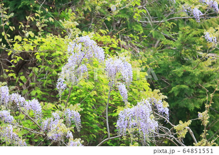 フジの花 フジの花 64851551