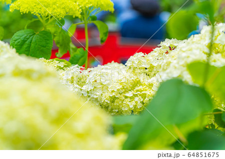 紫陽花 弘長寺 長野県 の写真素材